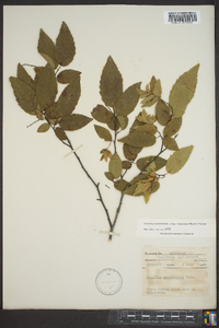 Carpinus caroliniana var. virginiana image