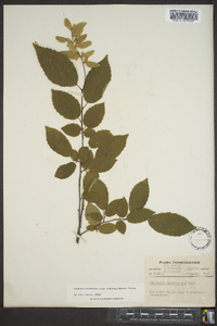 Carpinus caroliniana var. virginiana image