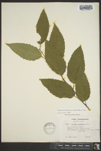 Carpinus caroliniana subsp. virginiana image