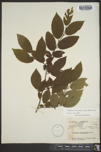 Carpinus caroliniana subsp. virginiana image