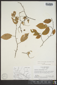 Carpinus caroliniana subsp. virginiana image