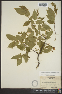 Carpinus caroliniana subsp. virginiana image