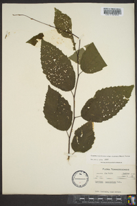 Carpinus caroliniana subsp. virginiana image