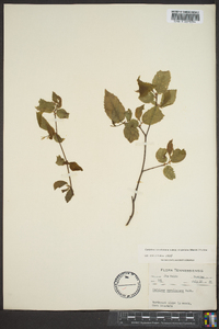 Carpinus caroliniana subsp. virginiana image