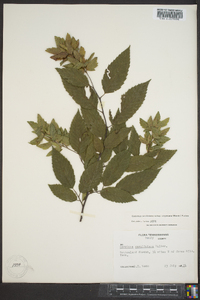 Carpinus caroliniana subsp. virginiana image