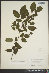 Carpinus caroliniana subsp. virginiana image