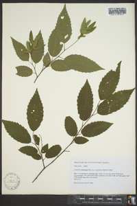 Carpinus caroliniana subsp. virginiana image