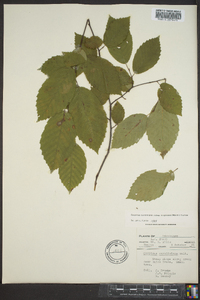 Carpinus caroliniana subsp. virginiana image