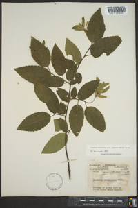 Carpinus caroliniana subsp. virginiana image