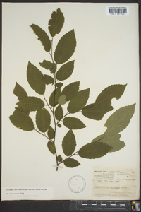 Carpinus caroliniana subsp. virginiana image