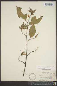 Carpinus caroliniana subsp. virginiana image