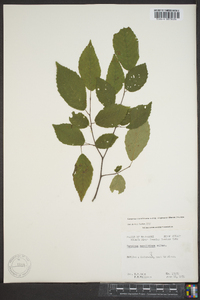 Carpinus caroliniana subsp. virginiana image