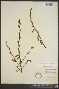 Carpinus caroliniana subsp. virginiana image
