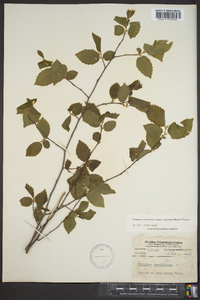 Carpinus caroliniana subsp. virginiana image