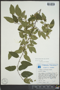 Carpinus caroliniana subsp. caroliniana image