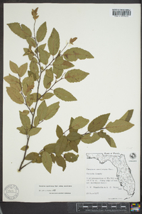 Carpinus caroliniana subsp. caroliniana image