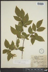 Carpinus caroliniana subsp. virginiana image