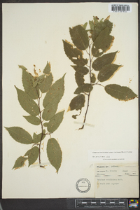 Carpinus caroliniana subsp. virginiana image