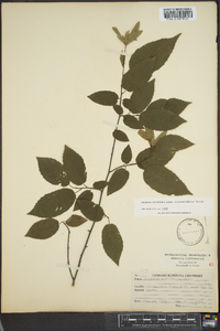 Carpinus caroliniana subsp. virginiana image