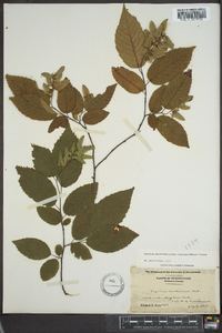 Carpinus caroliniana subsp. virginiana image