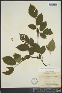 Carpinus caroliniana subsp. virginiana image