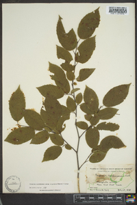 Carpinus caroliniana subsp. virginiana image