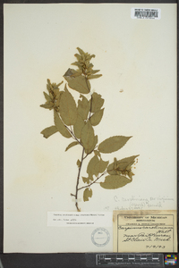 Carpinus caroliniana subsp. virginiana image