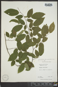 Carpinus caroliniana subsp. virginiana image