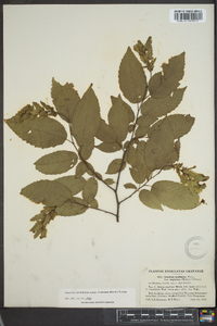 Carpinus caroliniana subsp. virginiana image