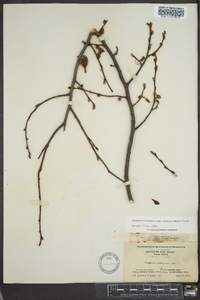 Carpinus caroliniana subsp. virginiana image