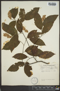 Ostrya virginiana var. lasia image