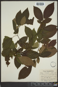 Ostrya virginiana var. lasia image