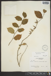 Corylus cornuta image