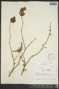 Corylus cornuta image