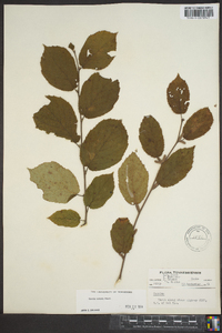 Corylus cornuta image