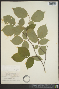 Corylus cornuta image