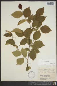 Corylus cornuta image