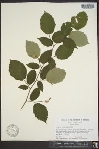 Corylus cornuta image