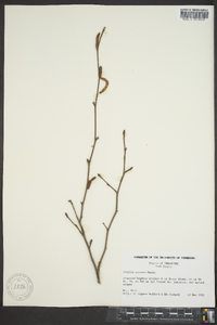 Corylus cornuta image