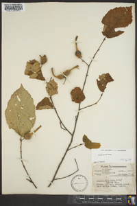 Corylus cornuta image