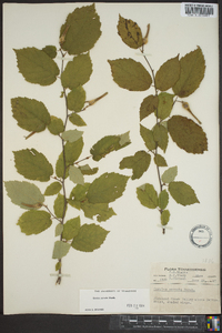 Corylus cornuta image