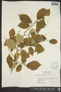 Corylus cornuta image