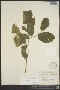 Corylus cornuta image