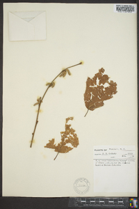 Corylus cornuta image