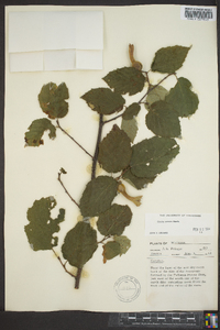 Corylus cornuta image