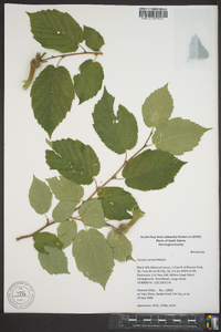 Corylus cornuta image