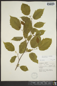 Corylus cornuta image