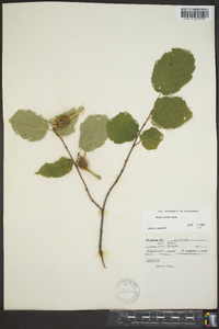 Corylus cornuta image