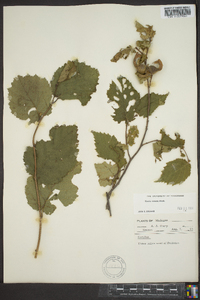 Corylus cornuta image