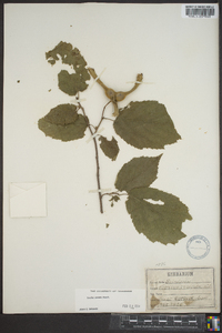 Corylus cornuta image